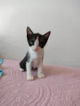 Gatinhos para adoção