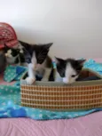 Gatinhos para adoção