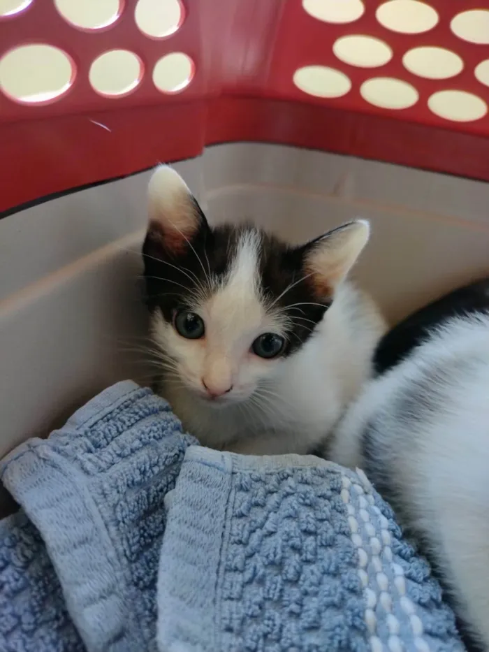 Gato ra a SRD-ViraLata idade Abaixo de 2 meses nome Gatinhos para adoção