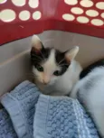 Gatinhos para adoção
