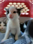 Gatinhos para adoção