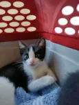 Gatinhos para adoção