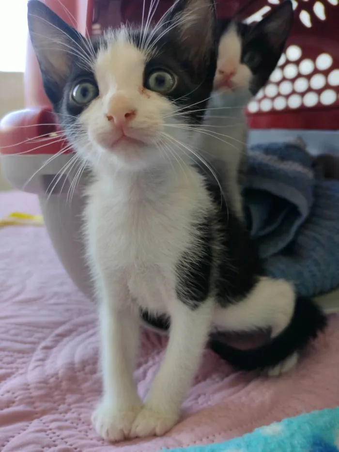 Gato ra a SRD-ViraLata idade Abaixo de 2 meses nome Gatinhos para adoção