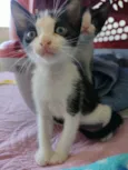 Gatinhos para adoção