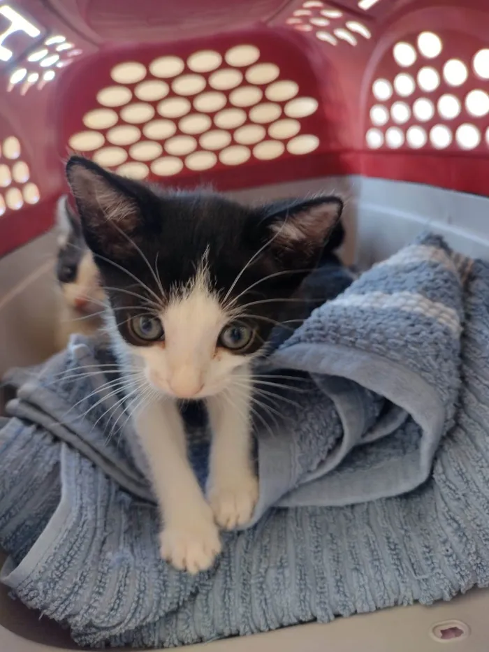 Gato ra a SRD-ViraLata idade Abaixo de 2 meses nome Gatinhos para adoção