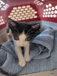 Gatinhos para adoção