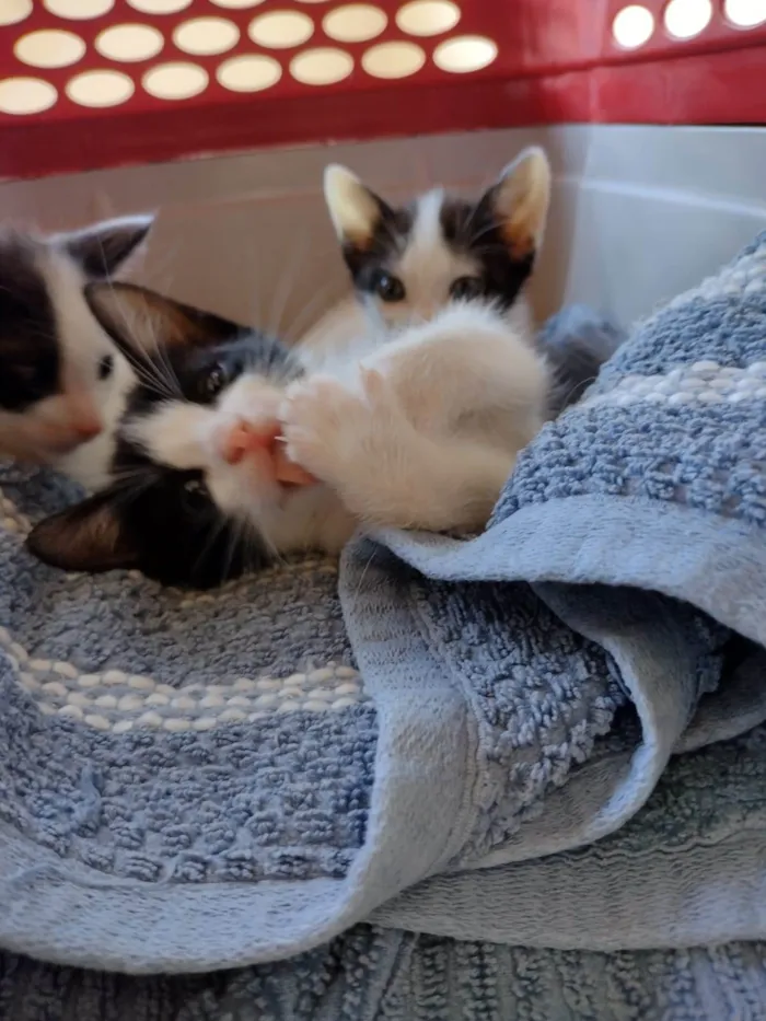 Gato ra a SRD-ViraLata idade Abaixo de 2 meses nome Gatinhos para adoção