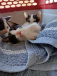 Gatinhos para adoção