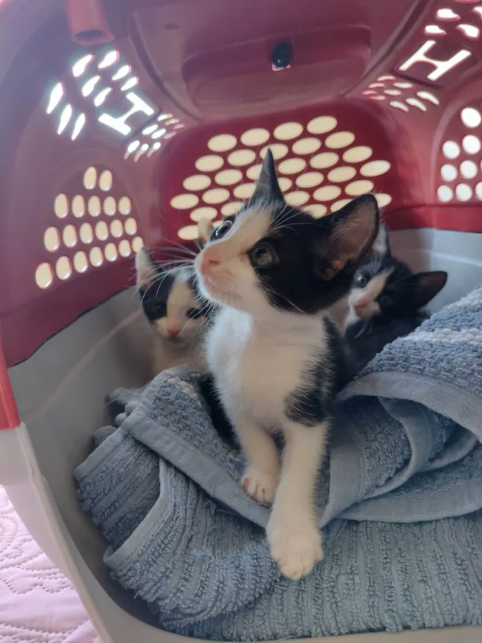 Gato ra a SRD-ViraLata idade Abaixo de 2 meses nome Gatinhos para adoção