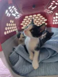 Gatinhos para adoção