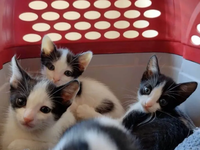 Gato ra a SRD-ViraLata idade Abaixo de 2 meses nome Gatinhos para adoção