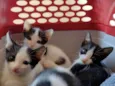 Gatinhos para adoção