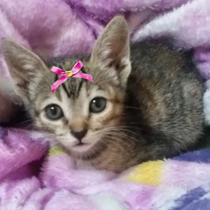 Gato ra a Mestica  idade 2 a 6 meses nome Susan 