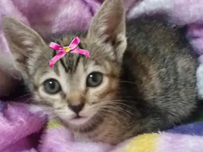 Gato ra a Mestica  idade 2 a 6 meses nome Susan 