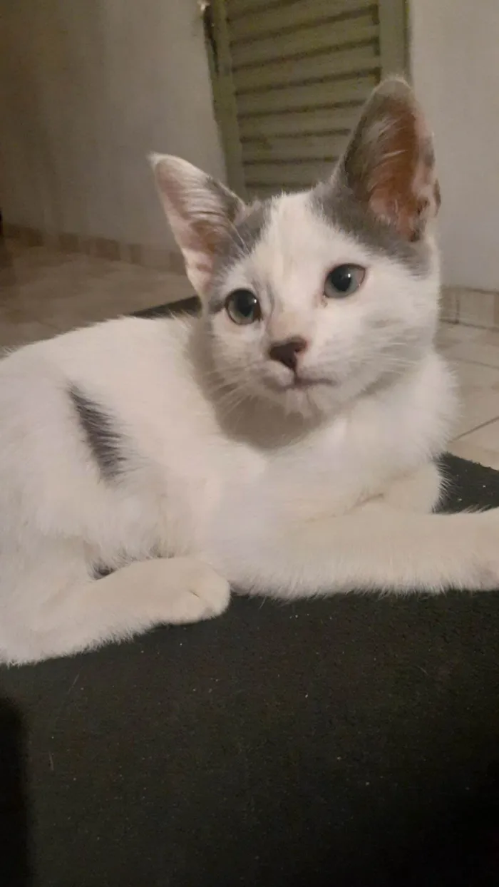 Gato ra a Branco idade 2 a 6 meses nome Esmeraldo