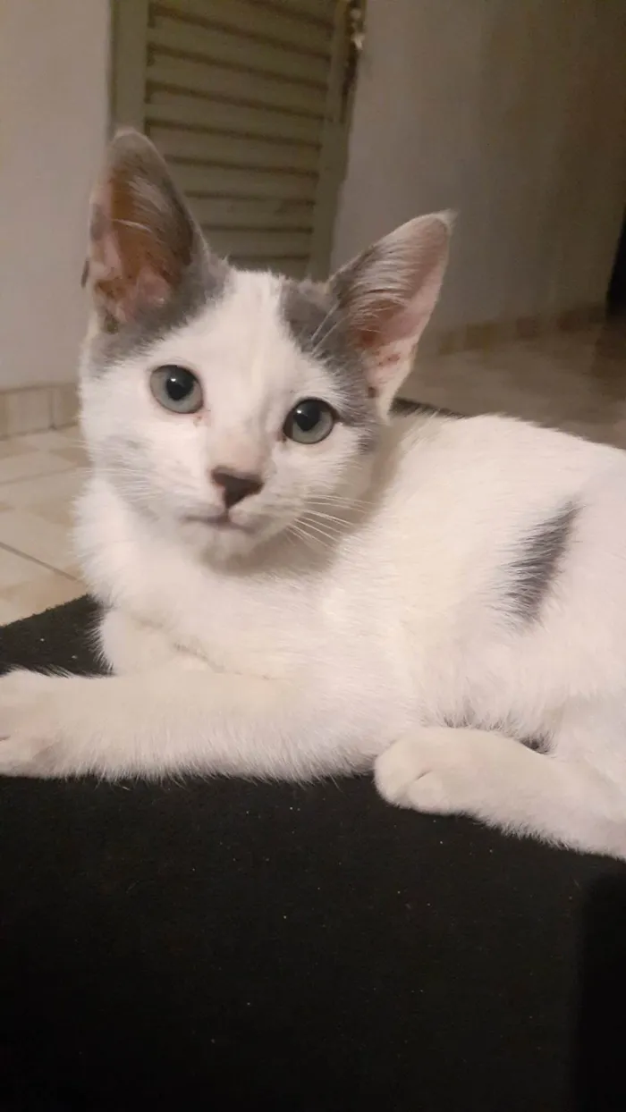 Gato ra a Branco idade 2 a 6 meses nome Esmeraldo