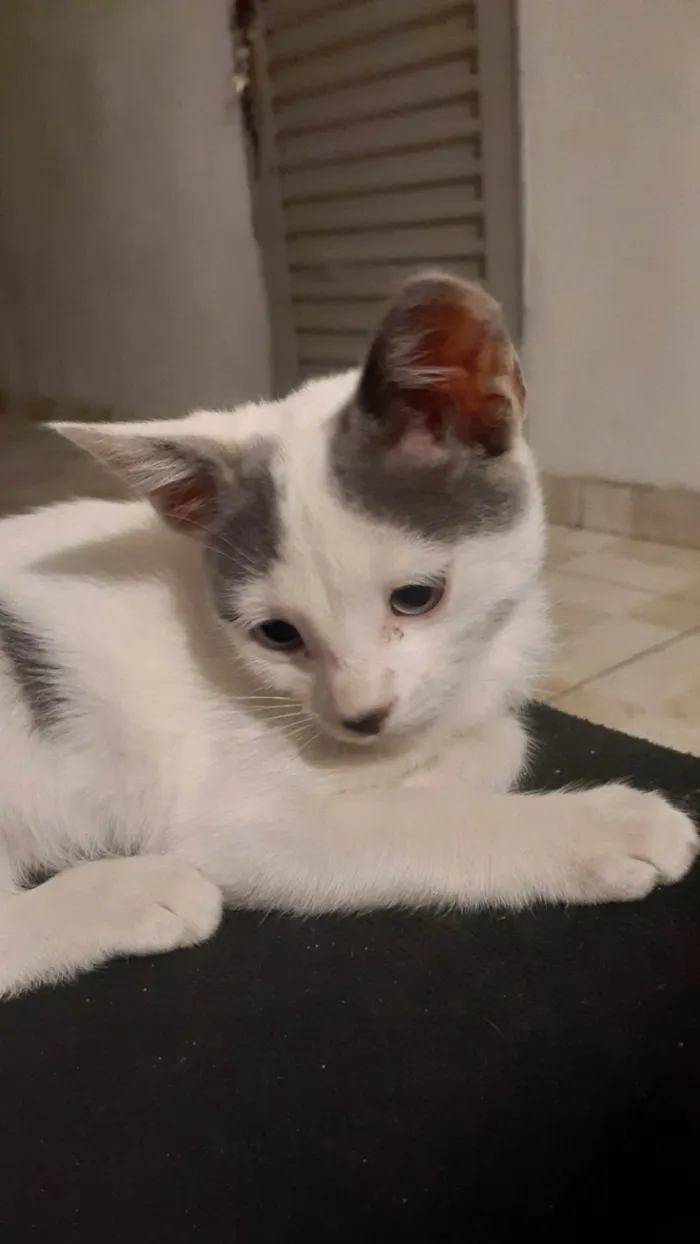 Gato ra a Branco idade 2 a 6 meses nome Esmeraldo