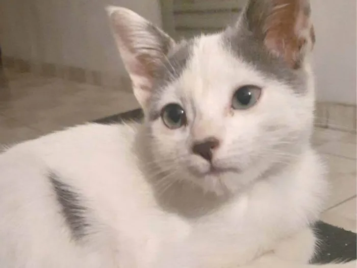 Gato ra a Branco idade 2 a 6 meses nome Esmeraldo