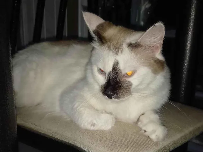 Gato ra a SRD-ViraLata idade 3 anos nome Gaia 