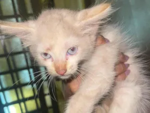 Gato raça SRD-ViraLata idade Abaixo de 2 meses nome Sem nome