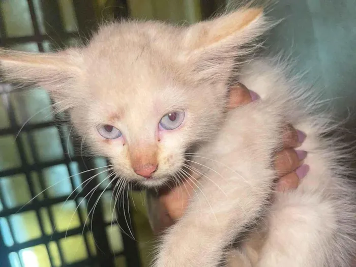 Gato ra a SRD-ViraLata idade Abaixo de 2 meses nome Sem nome