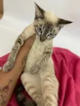 Gato raça Siameza  idade 2 a 6 meses nome Cristal 