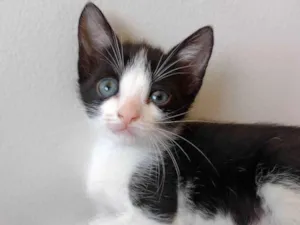 Gato raça SRD-ViraLata idade Abaixo de 2 meses nome Gatinhos para adoção