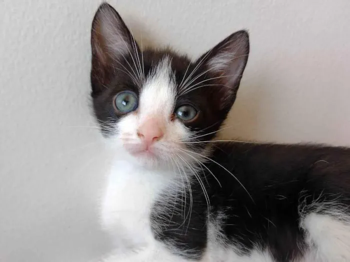 Gato ra a SRD-ViraLata idade Abaixo de 2 meses nome Gatinhos para adoção