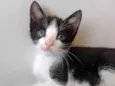 Gatinhos para adoção