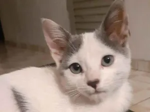 Gato raça Branco idade 2 a 6 meses nome Esmeraldo