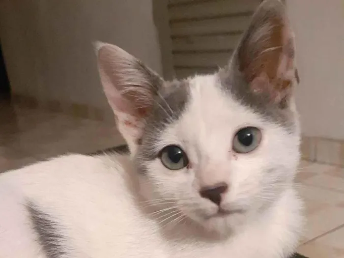 Gato ra a Branco idade 2 a 6 meses nome Esmeraldo