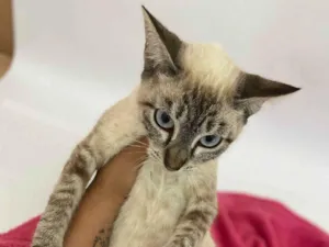 Gato raça Siameza  idade 2 a 6 meses nome Cristal 