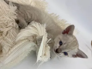 Gato raça Siamês idade 2 a 6 meses nome Penélope 