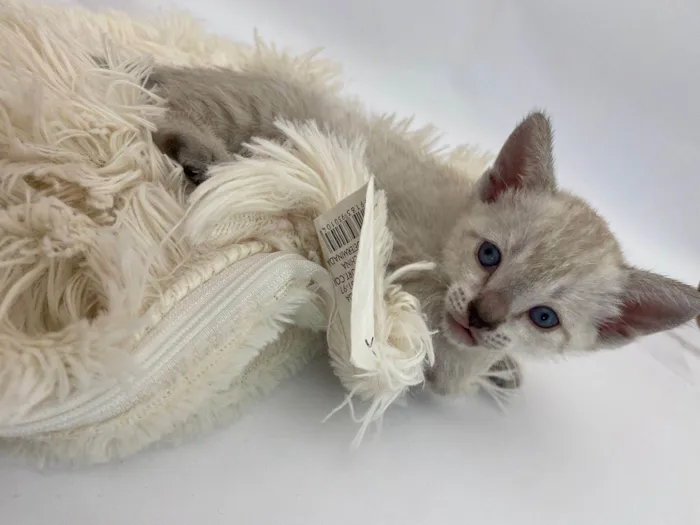 Gato raça Siamês idade 2 a 6 meses nome Penélope 