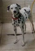 Lysa