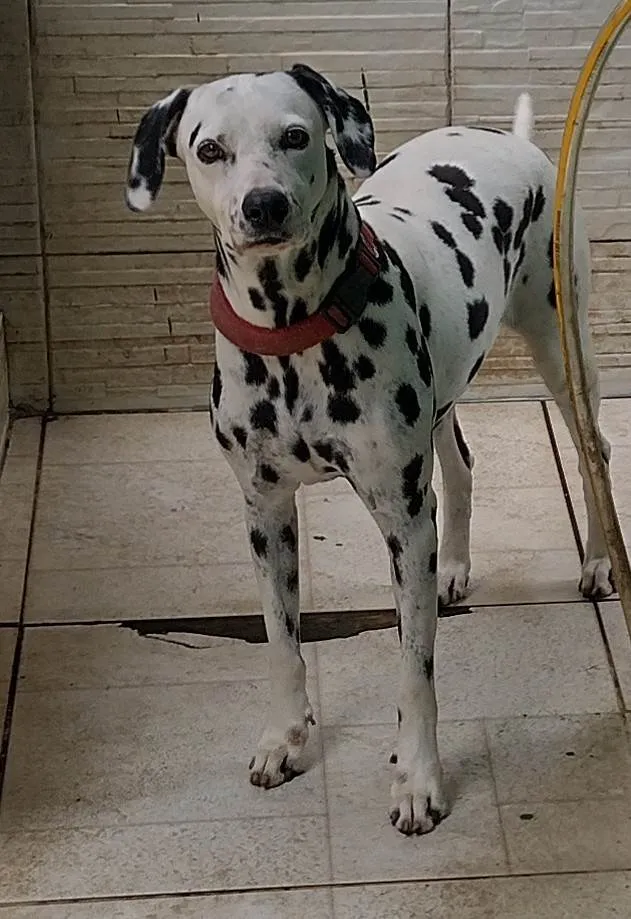 Cachorro raça Dálmata  idade 5 anos nome Lysa