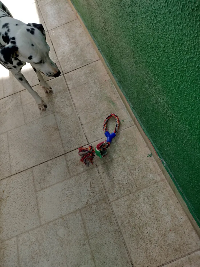 Cachorro raça Dálmata  idade 5 anos nome Lysa