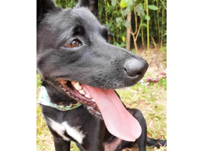 Cachorro ra a SRD-ViraLata idade 1 ano nome Lui