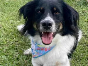 Cachorro raça Mestiço Border Collie idade 2 anos nome NOEL