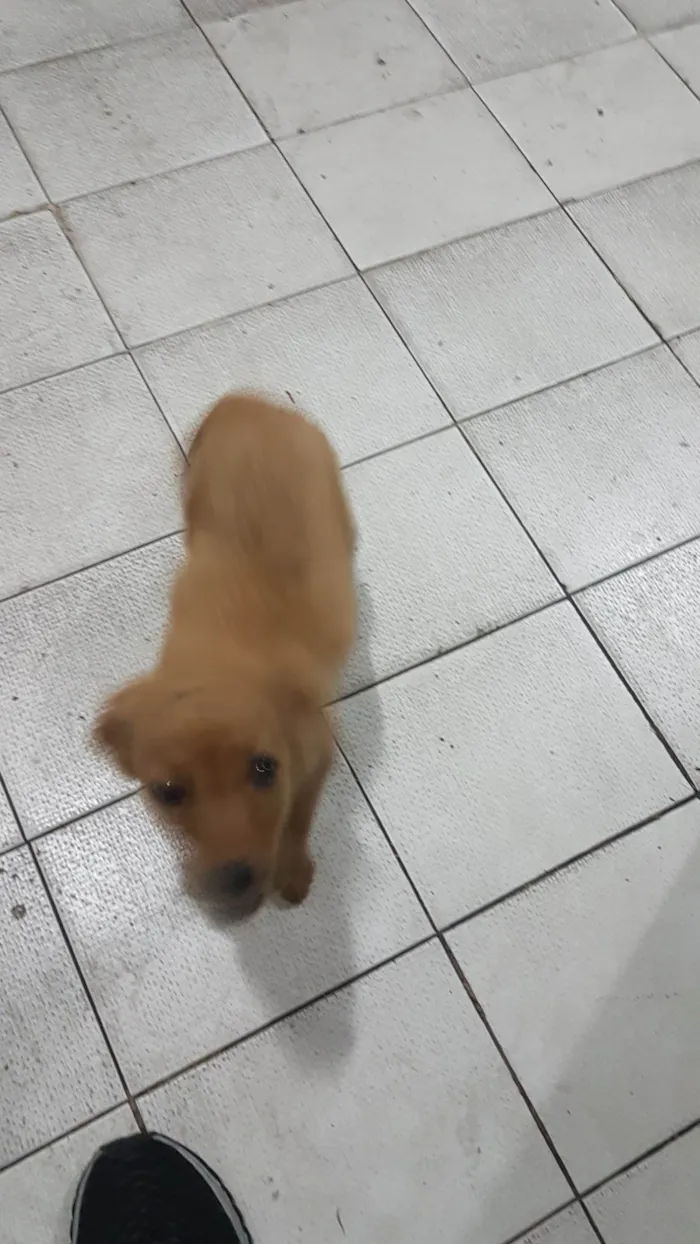 Cachorro raça SRD-ViraLata idade 2 a 6 meses nome Bruce
