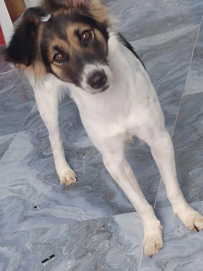 Cachorro ra a SRD-ViraLata idade 1 ano nome Kira