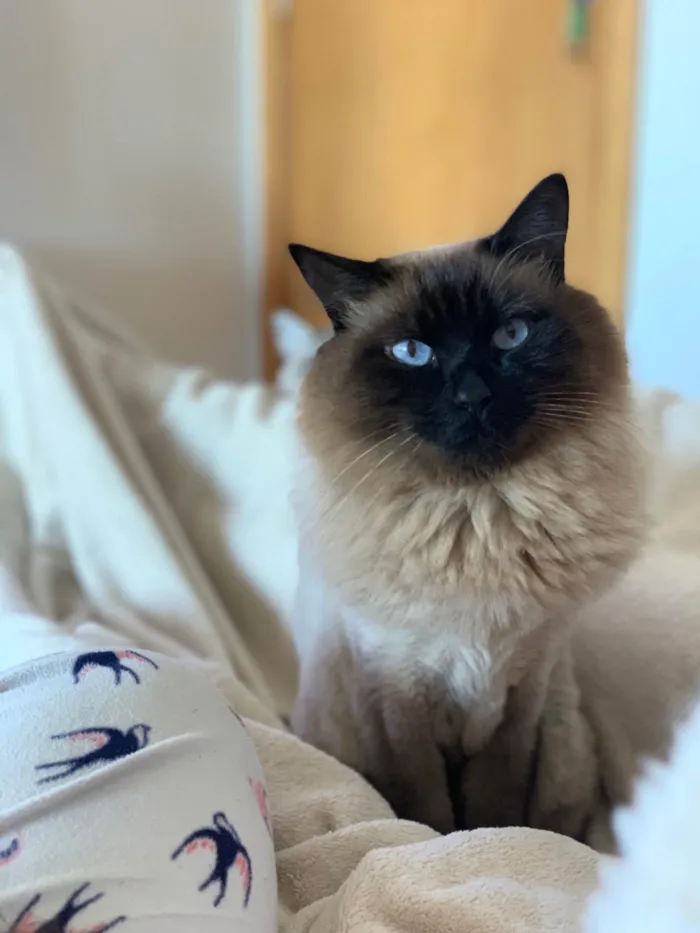 Gato ra a SRD-ViraLata idade 4 anos nome Madona e Lady