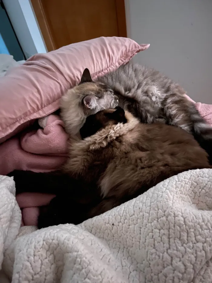 Gato ra a SRD-ViraLata idade 4 anos nome Madona e Lady