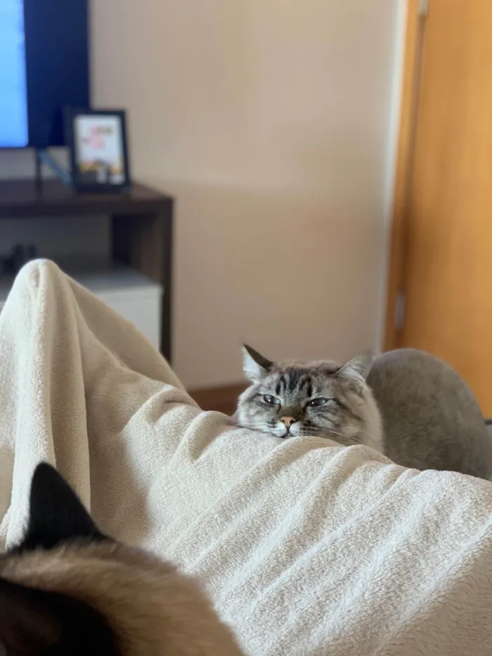 Gato ra a SRD-ViraLata idade 4 anos nome Madona e Lady