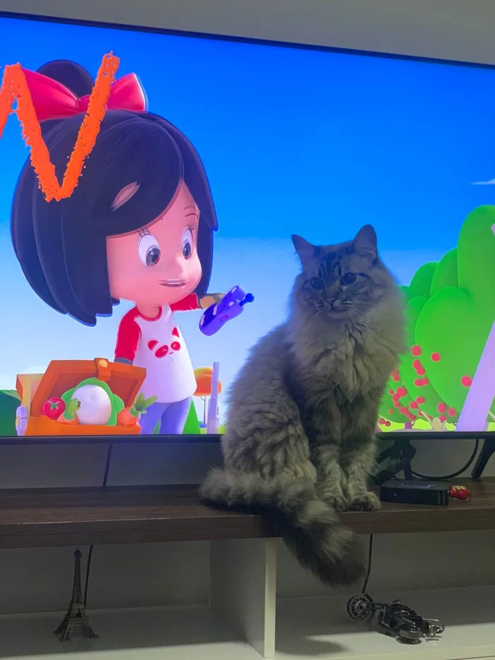 Gato ra a SRD-ViraLata idade 4 anos nome Madona e Lady