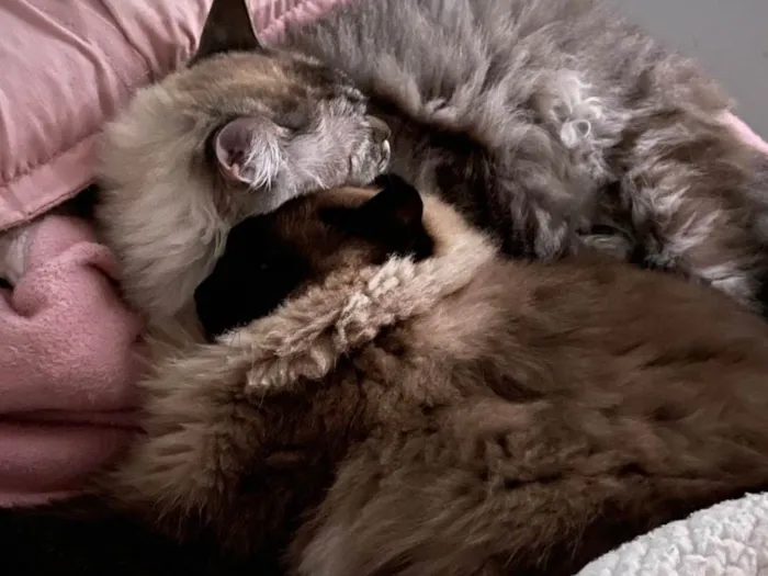 Gato ra a SRD-ViraLata idade 4 anos nome Madona e Lady