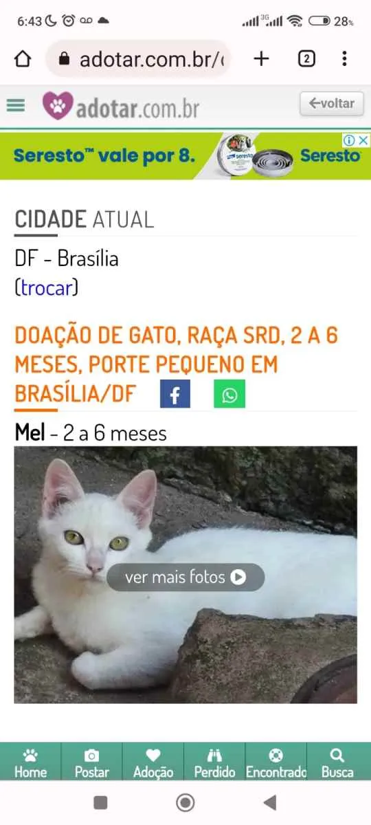 Gato ra a SRD idade 2 a 6 meses nome Lara