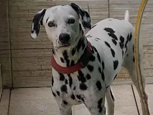 Cachorro raça Dálmata  idade 5 anos nome Lysa