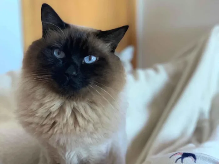 Gato ra a SRD-ViraLata idade 4 anos nome Madona e Lady