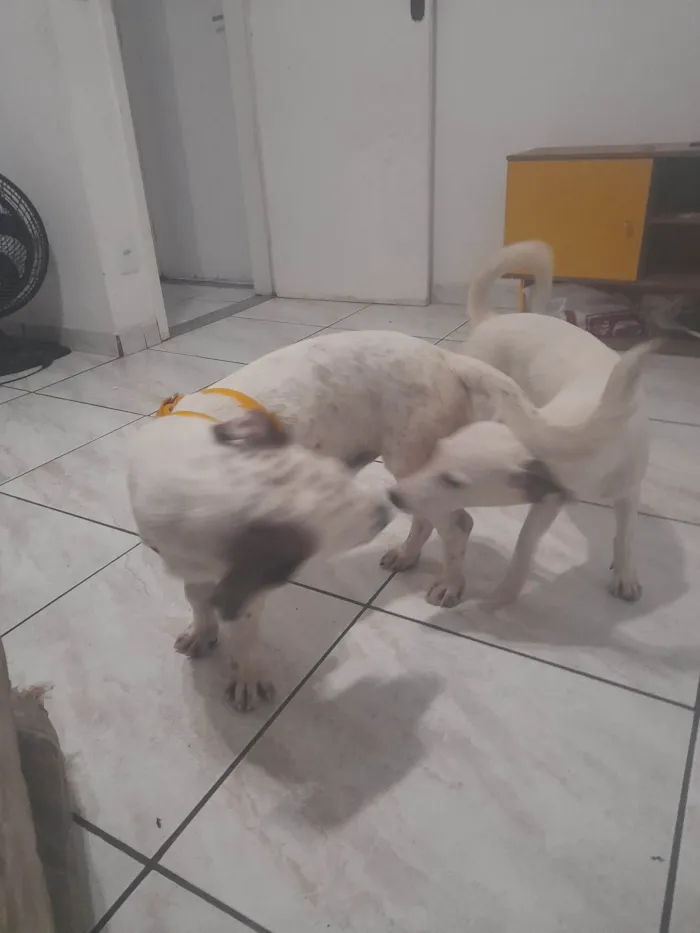 Cachorro ra a SRD-ViraLata idade 1 ano nome Meguie